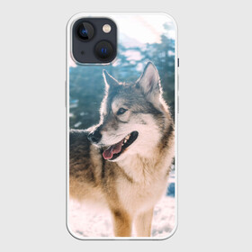 Чехол для iPhone 13 с принтом Волк и снег ,  |  | Тематика изображения на принте: wolf | wolfs | волк | волки | волчара | животные | звери | зима | лес | природа | снег