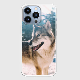 Чехол для iPhone 13 Pro с принтом Волк и снег ,  |  | wolf | wolfs | волк | волки | волчара | животные | звери | зима | лес | природа | снег