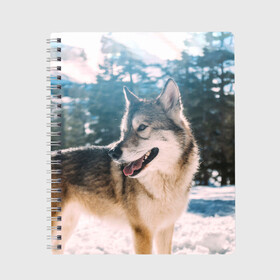 Тетрадь с принтом Волк и снег , 100% бумага | 48 листов, плотность листов — 60 г/м2, плотность картонной обложки — 250 г/м2. Листы скреплены сбоку удобной пружинной спиралью. Уголки страниц и обложки скругленные. Цвет линий — светло-серый
 | wolf | wolfs | волк | волки | волчара | животные | звери | зима | лес | природа | снег