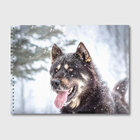 Альбом для рисования с принтом Сибирский Хаски , 100% бумага
 | матовая бумага, плотность 200 мг. | dog | животные | зима | пес | природа | сибирский | снег | собака | собаки | собакчка | собачки | хаски