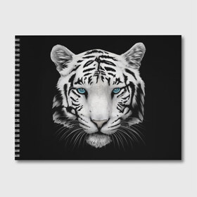 Альбом для рисования с принтом Белый тигр , 100% бумага
 | матовая бумага, плотность 200 мг. | Тематика изображения на принте: белый тигр | крупный тигр | крупным планом | с голубыми глазами | тигры