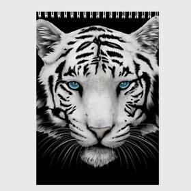 Скетчбук с принтом Белый тигр , 100% бумага
 | 48 листов, плотность листов — 100 г/м2, плотность картонной обложки — 250 г/м2. Листы скреплены сверху удобной пружинной спиралью | белый тигр | крупный тигр | крупным планом | с голубыми глазами | тигры