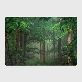 Магнитный плакат 3Х2 с принтом Тропический лес , Полимерный материал с магнитным слоем | 6 деталей размером 9*9 см | деревья | джунгли | зеленый лес | зелень | лес | тропики | тропический лес