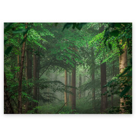 Поздравительная открытка с принтом Тропический лес , 100% бумага | плотность бумаги 280 г/м2, матовая, на обратной стороне линовка и место для марки
 | деревья | джунгли | зеленый лес | зелень | лес | тропики | тропический лес