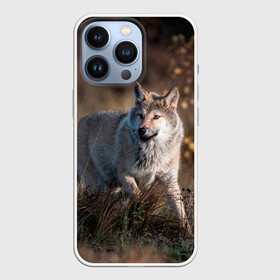 Чехол для iPhone 13 Pro с принтом WOLF ,  |  | Тематика изображения на принте: wolf | wolfs | волк | волки | волчара | животные | звери | лес | природа