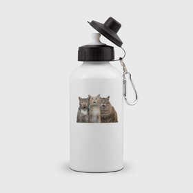 Бутылка спортивная с принтом удивленные коты , металл | емкость — 500 мл, в комплекте две пластиковые крышки и карабин для крепления | котики | надписи | прикол | удивление | черный кот