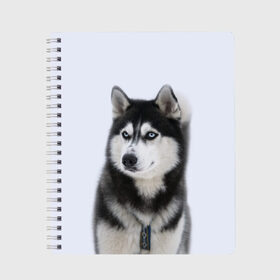 Тетрадь с принтом ХАСКИ , 100% бумага | 48 листов, плотность листов — 60 г/м2, плотность картонной обложки — 250 г/м2. Листы скреплены сбоку удобной пружинной спиралью. Уголки страниц и обложки скругленные. Цвет линий — светло-серый
 | Тематика изображения на принте: dog | husky | милый | пес | песик | собака | собачка | хаски | щенок