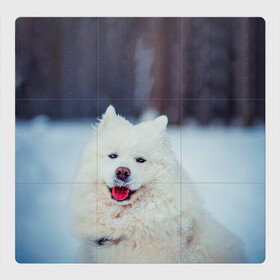 Магнитный плакат 3Х3 с принтом САМОЕД , Полимерный материал с магнитным слоем | 9 деталей размером 9*9 см | animals | dog | winter | домашние | друг | животные | звери | зима | лайка | пес | песель | природа | пушистый | самоед | собаки | собачка | хаски