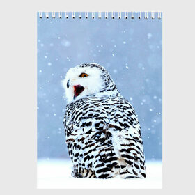 Скетчбук с принтом Зимняя птица , 100% бумага
 | 48 листов, плотность листов — 100 г/м2, плотность картонной обложки — 250 г/м2. Листы скреплены сверху удобной пружинной спиралью | животные | звери | зима | зимний | зимняя | лес | природа | птица | сова