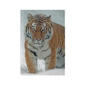 Обложка для паспорта матовая кожа с принтом Тигр , натуральная матовая кожа | размер 19,3 х 13,7 см; прозрачные пластиковые крепления | животное | животные | звери | зверь | зима | кот | кошка | природа | снег | тигр | тигра | тигры | хищник | хищники