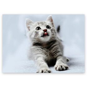 Поздравительная открытка с принтом серый котенок , 100% бумага | плотность бумаги 280 г/м2, матовая, на обратной стороне линовка и место для марки
 | grey kitten | kitten | котенок | милый котенок | серый котенок