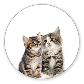 Коврик для мышки круглый с принтом котята , резина и полиэстер | круглая форма, изображение наносится на всю лицевую часть | cute kittens | kittens | котята | красивые котята | милые котята