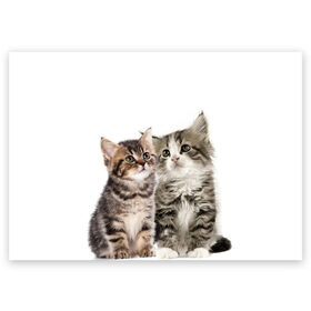 Поздравительная открытка с принтом котята , 100% бумага | плотность бумаги 280 г/м2, матовая, на обратной стороне линовка и место для марки
 | cute kittens | kittens | котята | красивые котята | милые котята