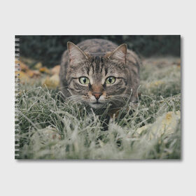 Альбом для рисования с принтом Кошка , 100% бумага
 | матовая бумага, плотность 200 мг. | животное | животные | звери | зверь | киса | киска | киски | кот | котики | коты | кошка | питомец | питомцы | природа | хищник | хищники