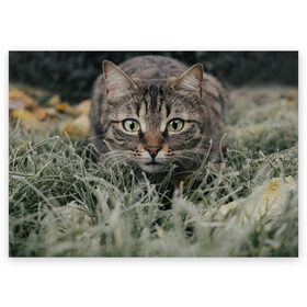 Поздравительная открытка с принтом Кошка , 100% бумага | плотность бумаги 280 г/м2, матовая, на обратной стороне линовка и место для марки
 | животное | животные | звери | зверь | киса | киска | киски | кот | котики | коты | кошка | питомец | питомцы | природа | хищник | хищники