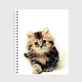 Тетрадь с принтом катёнок , 100% бумага | 48 листов, плотность листов — 60 г/м2, плотность картонной обложки — 250 г/м2. Листы скреплены сбоку удобной пружинной спиралью. Уголки страниц и обложки скругленные. Цвет линий — светло-серый
 | cute kitten | kitten | котёнок | красивый котёнок | милый котёнок