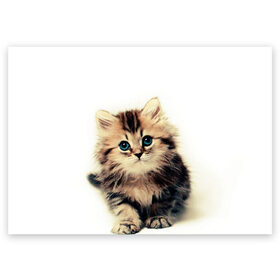 Поздравительная открытка с принтом катёнок , 100% бумага | плотность бумаги 280 г/м2, матовая, на обратной стороне линовка и место для марки
 | cute kitten | kitten | котёнок | красивый котёнок | милый котёнок
