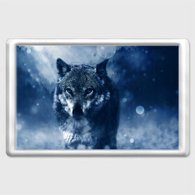 Магнит 45*70 с принтом Красивый волк , Пластик | Размер: 78*52 мм; Размер печати: 70*45 | wolf | ауф | волк | волчонок | зима | синеглазый волк
