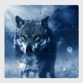 Магнитный плакат 3Х3 с принтом Красивый волк , Полимерный материал с магнитным слоем | 9 деталей размером 9*9 см | wolf | ауф | волк | волчонок | зима | синеглазый волк