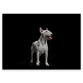 Поздравительная открытка с принтом Bully , 100% бумага | плотность бумаги 280 г/м2, матовая, на обратной стороне линовка и место для марки
 | bull terrier | dog | ears | eyes | fangs | jaw | muzzle | paws | saliva | tongue | бультерьер | глаза | клыки | лапы | нос | пасть | слюна | собака | уши | язык