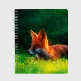 Тетрадь с принтом Рыжая лиса , 100% бумага | 48 листов, плотность листов — 60 г/м2, плотность картонной обложки — 250 г/м2. Листы скреплены сбоку удобной пружинной спиралью. Уголки страниц и обложки скругленные. Цвет линий — светло-серый
 | fox | foxy | животное | звери | лиса | лисенок | лисичка | милая | рыжая | фокс