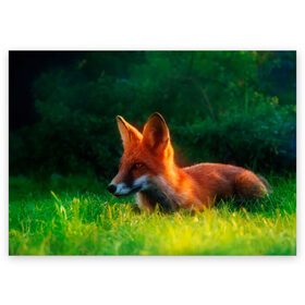 Поздравительная открытка с принтом Рыжая лиса , 100% бумага | плотность бумаги 280 г/м2, матовая, на обратной стороне линовка и место для марки
 | fox | foxy | животное | звери | лиса | лисенок | лисичка | милая | рыжая | фокс