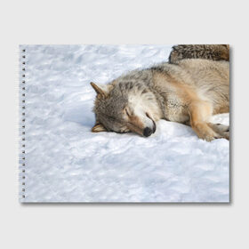 Альбом для рисования с принтом Спящий Волк , 100% бумага
 | матовая бумага, плотность 200 мг. | animals | wolf | волк | волки | животные | звери | зверь | одиночество | одиночка | пёс | собака | спящий волк