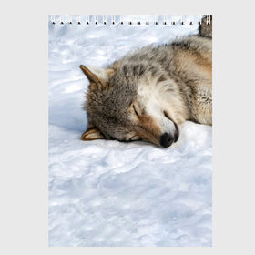 Скетчбук с принтом Спящий Волк , 100% бумага
 | 48 листов, плотность листов — 100 г/м2, плотность картонной обложки — 250 г/м2. Листы скреплены сверху удобной пружинной спиралью | animals | wolf | волк | волки | животные | звери | зверь | одиночество | одиночка | пёс | собака | спящий волк