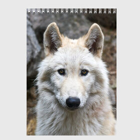 Скетчбук с принтом Волк , 100% бумага
 | 48 листов, плотность листов — 100 г/м2, плотность картонной обложки — 250 г/м2. Листы скреплены сверху удобной пружинной спиралью | animals | wolf | волк | волки | животные | звери | зверь | луна | одиночество | одиночка | пёс | собака