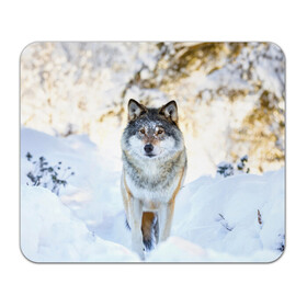 Коврик для мышки прямоугольный с принтом Я зимой , натуральный каучук | размер 230 х 185 мм; запечатка лицевой стороны | animals | wolf | волк | волки | животные | звери | зверь | луна | одиночество | одиночка | пёс | собака