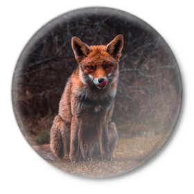 Значок с принтом Хищная лисица ,  металл | круглая форма, металлическая застежка в виде булавки | fox | foxy | животное | звери | лиса | лисенок | лисичка | милая | рыжая | фокс
