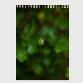 Скетчбук с принтом Паучок , 100% бумага
 | 48 листов, плотность листов — 100 г/м2, плотность картонной обложки — 250 г/м2. Листы скреплены сверху удобной пружинной спиралью | spider | web | зелень | лес | макро | паук | паутина | природа