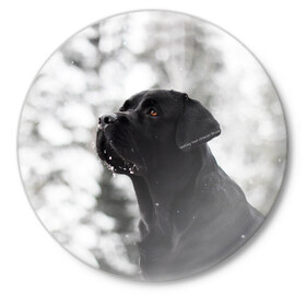 Значок с принтом Лабрадор Марк ,  металл | круглая форма, металлическая застежка в виде булавки | dog | winter | животные | зима | лабрадор | лабрадор ретривер | снег | собака