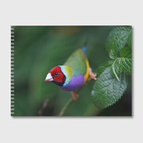Альбом для рисования с принтом яркая птичка попугай , 100% бумага
 | матовая бумага, плотность 200 мг. | голова | звери | клюв | лето | макро | попугай | попугйчик | природа | птицы | яркая | ярко