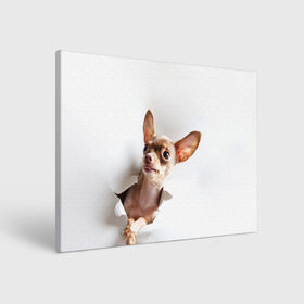 Холст прямоугольный с принтом Чихуахуа из бумаги вылазит , 100% ПВХ |  | гав | любитель собак | меленьктй пес | мини пес | песель | песик | собака | собачка | собачник | собачница | чихуахуа | чихуашка | щенек