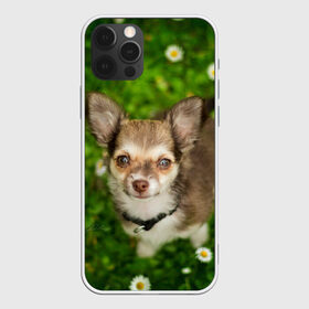Чехол для iPhone 12 Pro Max с принтом Маленькая собака в ромашках , Силикон |  | домашний питомец | куст | луг | малыш | нос | песик | поле | ромашки | собака | собаколюб | собачка | собачникам | уши | цветы | четвероногий друг | щенок | язык