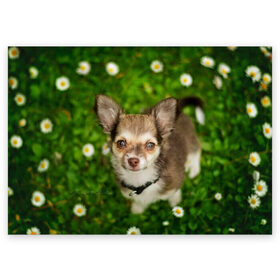 Поздравительная открытка с принтом Маленькая собака в ромашках , 100% бумага | плотность бумаги 280 г/м2, матовая, на обратной стороне линовка и место для марки
 | домашний питомец | куст | луг | малыш | нос | песик | поле | ромашки | собака | собаколюб | собачка | собачникам | уши | цветы | четвероногий друг | щенок | язык
