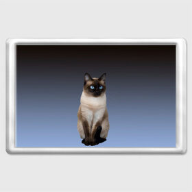 Магнит 45*70 с принтом сиамская милая кошечка , Пластик | Размер: 78*52 мм; Размер печати: 70*45 | Тематика изображения на принте: cat | kitten | голубые глаза | градиент | кот | котейка | котик | кошечка | кошка | милая | мяу | сиамская | сиамский