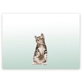 Поздравительная открытка с принтом котенок на задних лапках , 100% бумага | плотность бумаги 280 г/м2, матовая, на обратной стороне линовка и место для марки
 | cat | kitten | выпрашивает | градиент | зеленый | короткошерстный | кот | котейка | котик | кошка | мяу | полоски | просит | реалистичный | смотрит вверх | стоит | тянется | удивленный