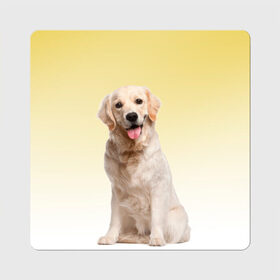 Магнит виниловый Квадрат с принтом Лабрадор ретривер пес , полимерный материал с магнитным слоем | размер 9*9 см, закругленные углы | домашние любимцы | друг | животные | золотистый ретривер | лабрадор | пес | питомец | породистый | собака