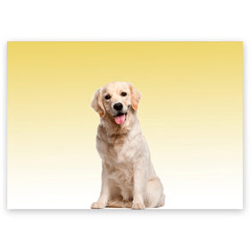 Поздравительная открытка с принтом Лабрадор ретривер пес , 100% бумага | плотность бумаги 280 г/м2, матовая, на обратной стороне линовка и место для марки
 | домашние любимцы | друг | животные | золотистый ретривер | лабрадор | пес | питомец | породистый | собака