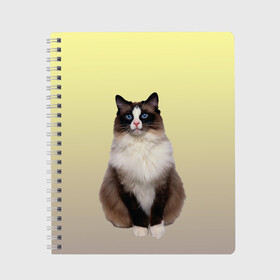 Тетрадь с принтом персидская пушистая кошка , 100% бумага | 48 листов, плотность листов — 60 г/м2, плотность картонной обложки — 250 г/м2. Листы скреплены сбоку удобной пружинной спиралью. Уголки страниц и обложки скругленные. Цвет линий — светло-серый
 | ветеринар | градиент | домашний питомец | котейка | котик | коты | котэ | кошатник | кошатница | кошачьи | кошки | любитель животных | мяу | нэко | персидская | сиамская | смесь | шаблон