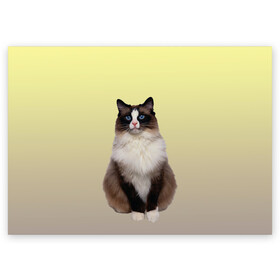 Поздравительная открытка с принтом персидская пушистая кошка , 100% бумага | плотность бумаги 280 г/м2, матовая, на обратной стороне линовка и место для марки
 | ветеринар | градиент | домашний питомец | котейка | котик | коты | котэ | кошатник | кошатница | кошачьи | кошки | любитель животных | мяу | нэко | персидская | сиамская | смесь | шаблон