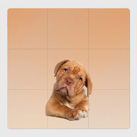 Магнитный плакат 3Х3 с принтом питбуль , Полимерный материал с магнитным слоем | 9 деталей размером 9*9 см | ветеринару | гав | животные домашние | любителю собак | млекопитающее | мопс | мультипликационный персонаж | мультяшная собака | песики | питбуль | питомцы | псы | собакены | собаки | собачки