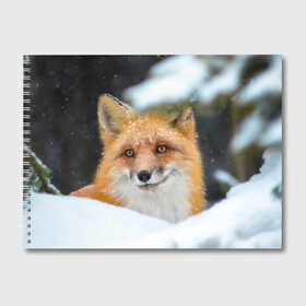 Альбом для рисования с принтом Лисичка на сугробе , 100% бумага
 | матовая бумага, плотность 200 мг. | fox | foxy | животное | звери | лиса | лисенок | лисичка | милая | рыжая | фокс