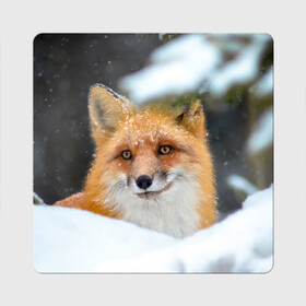 Магнит виниловый Квадрат с принтом Лисичка на сугробе , полимерный материал с магнитным слоем | размер 9*9 см, закругленные углы | Тематика изображения на принте: fox | foxy | животное | звери | лиса | лисенок | лисичка | милая | рыжая | фокс
