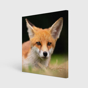 Холст квадратный с принтом Мордочка лисицы , 100% ПВХ |  | Тематика изображения на принте: fox | foxy | животное | звери | лиса | лисенок | лисичка | милая | рыжая | фокс