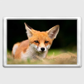 Магнит 45*70 с принтом Мордочка лисицы , Пластик | Размер: 78*52 мм; Размер печати: 70*45 | Тематика изображения на принте: fox | foxy | животное | звери | лиса | лисенок | лисичка | милая | рыжая | фокс