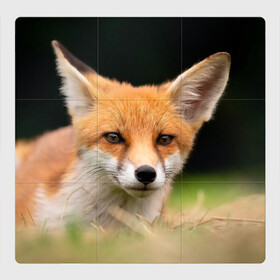 Магнитный плакат 3Х3 с принтом Мордочка лисицы , Полимерный материал с магнитным слоем | 9 деталей размером 9*9 см | Тематика изображения на принте: fox | foxy | животное | звери | лиса | лисенок | лисичка | милая | рыжая | фокс