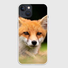 Чехол для iPhone 13 с принтом Мордочка лисицы ,  |  | fox | foxy | животное | звери | лиса | лисенок | лисичка | милая | рыжая | фокс